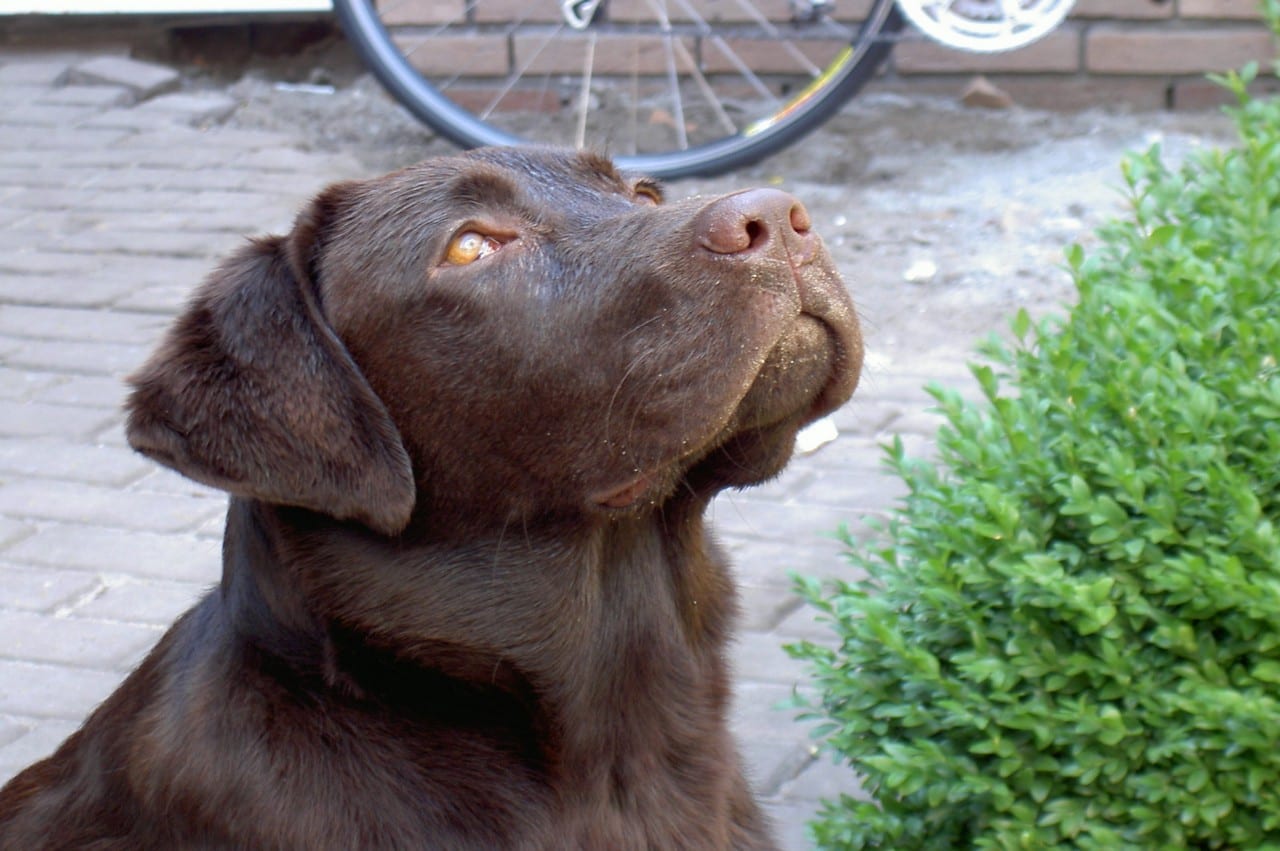 hals opmeten van puppy