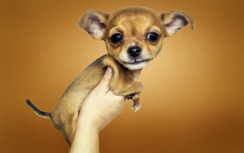 chihuahua vast gehouden in 1 hand