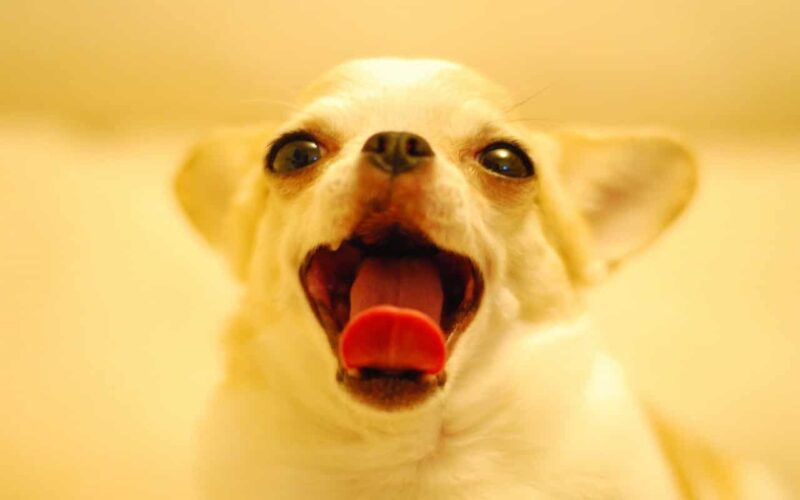 chihuahua die tong uitsteekt