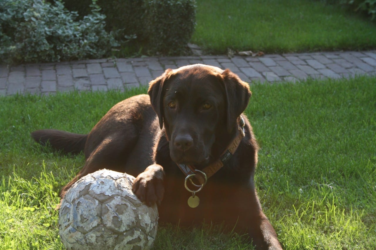 Labrador met poot op een bal