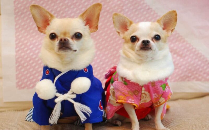chihuahua's aangekleed in pakjes