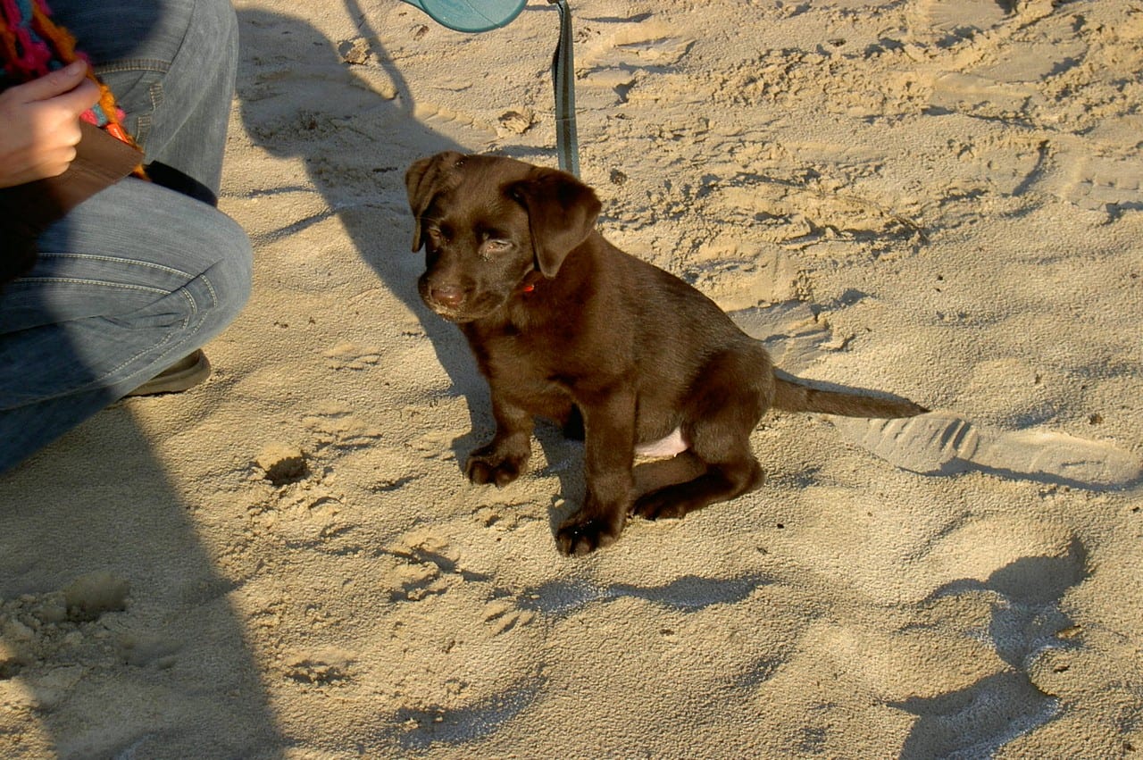 Labrador puppy in het zand