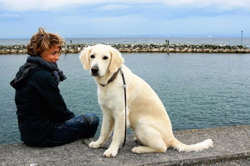 Golden Retriever handboek review