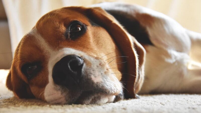 Beagle luierend op het vloerkleed