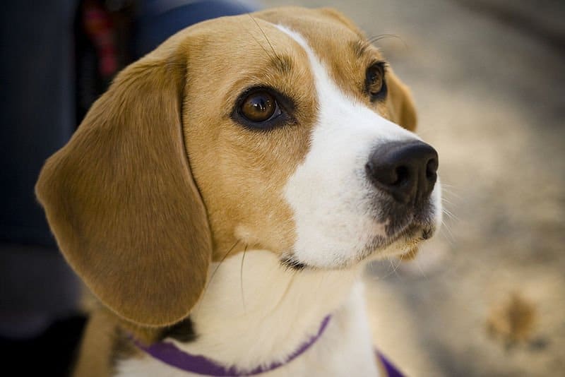 Schitterende Beagle