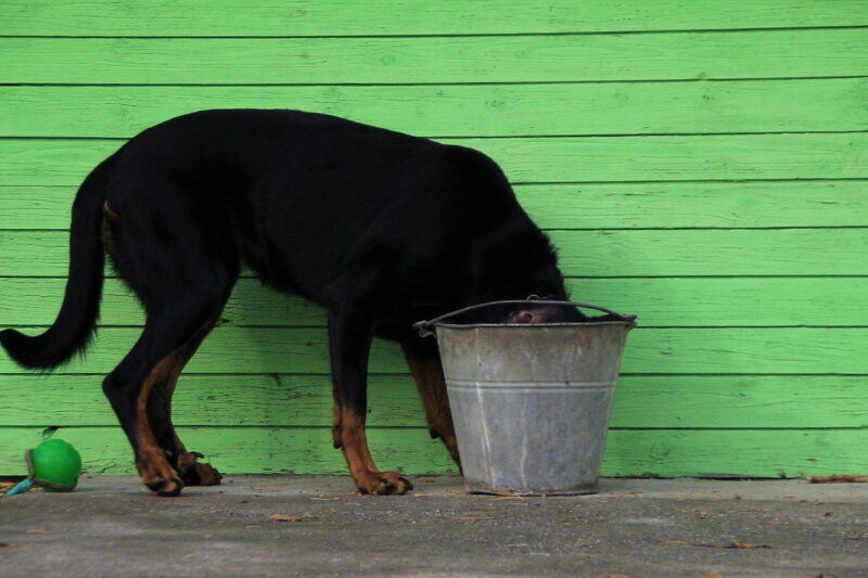 grote hond met de kop in een zinken emmer om water te drinken