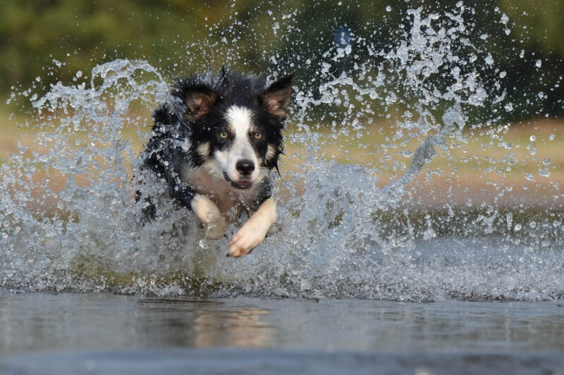 Beste dieetvoeding hond – Een top 3!