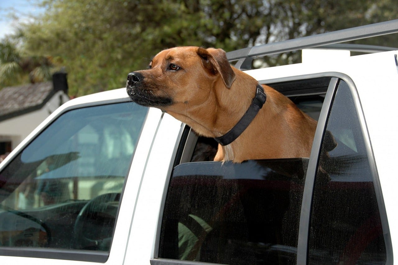 Blije hond in de auto met kop uit het raam