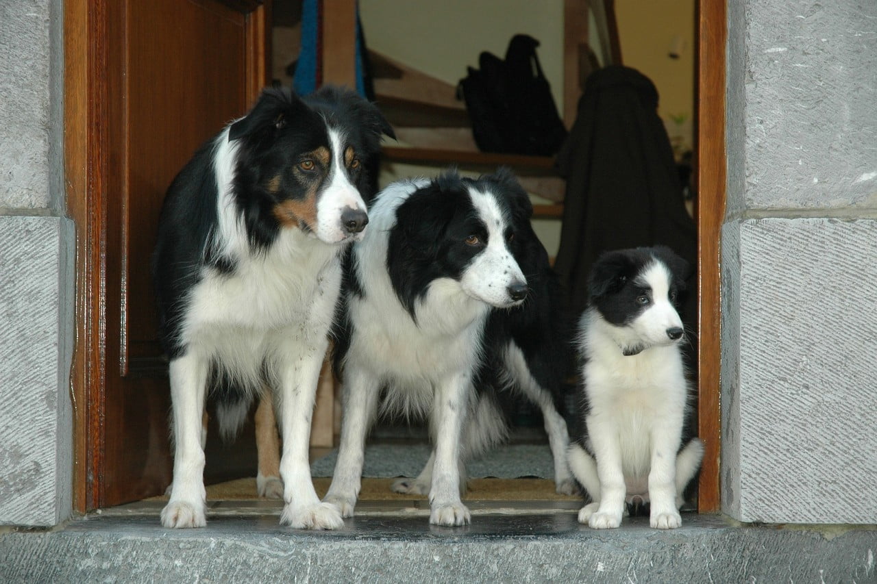 Bordercollie familie