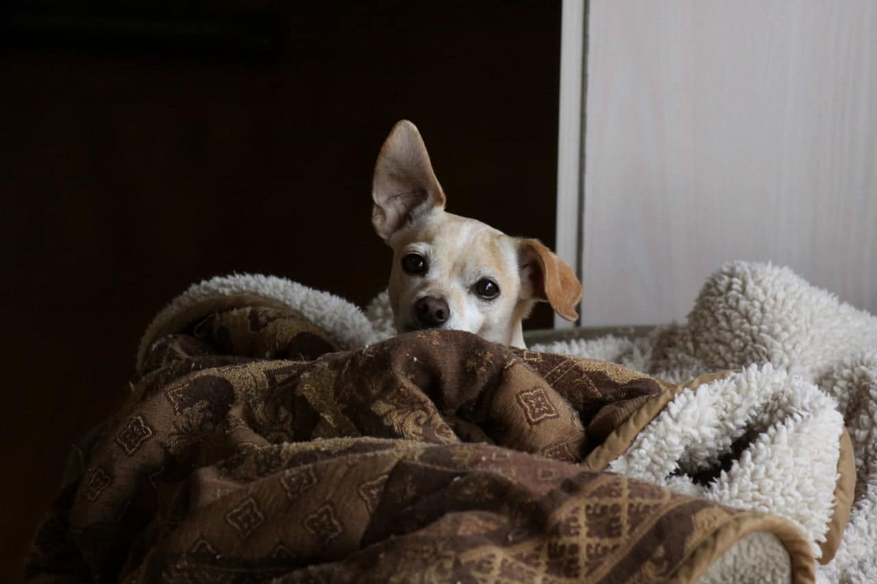 Chihuahua lui liggend op de bank