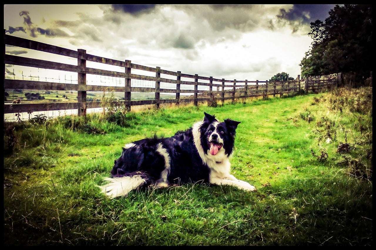 Mooie Bordercollie aan het uithijgen