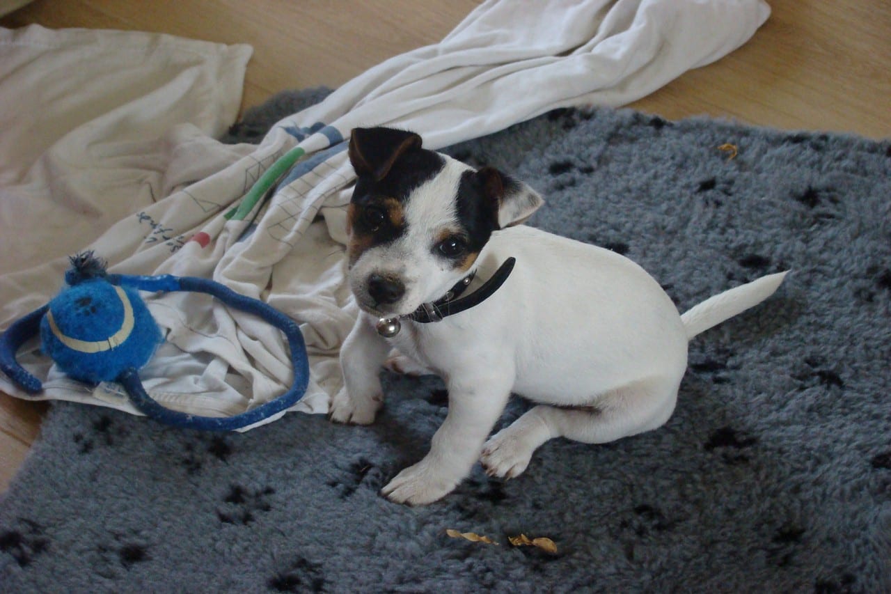 Prachtige Jack Russel pup