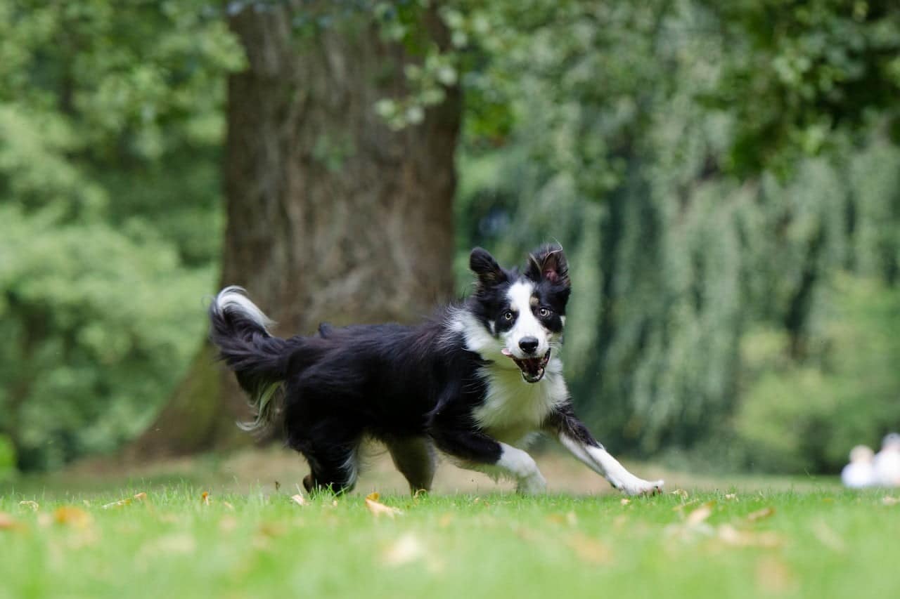 Bordercollie aan het rennen in het gras