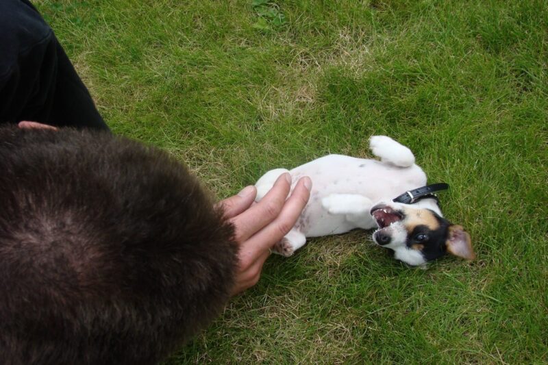 Jack Russell Geheimen Review - Is het de moeite waard? Jack Russell Geheimen Review - Is het de moeite waard?