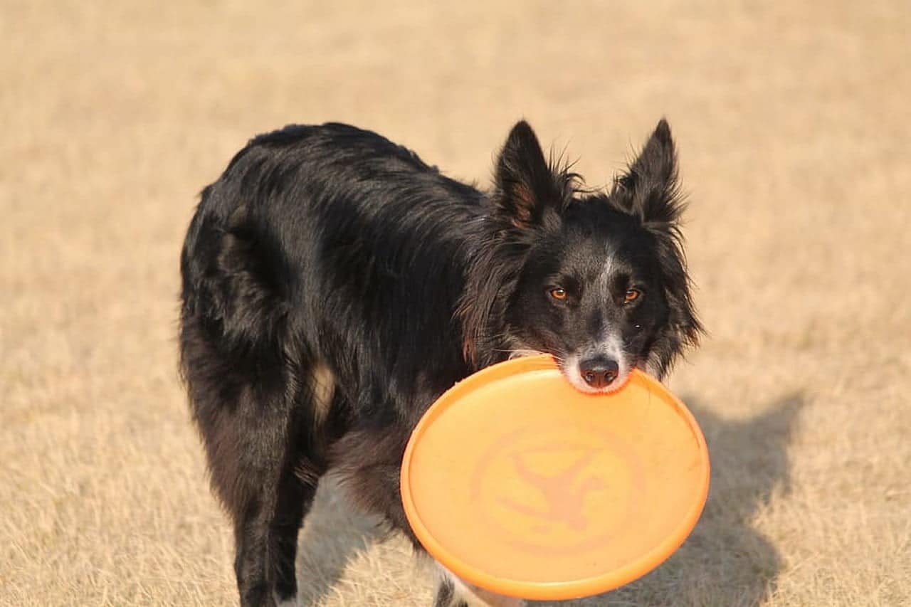 Bordercollie met frisbee in de bek