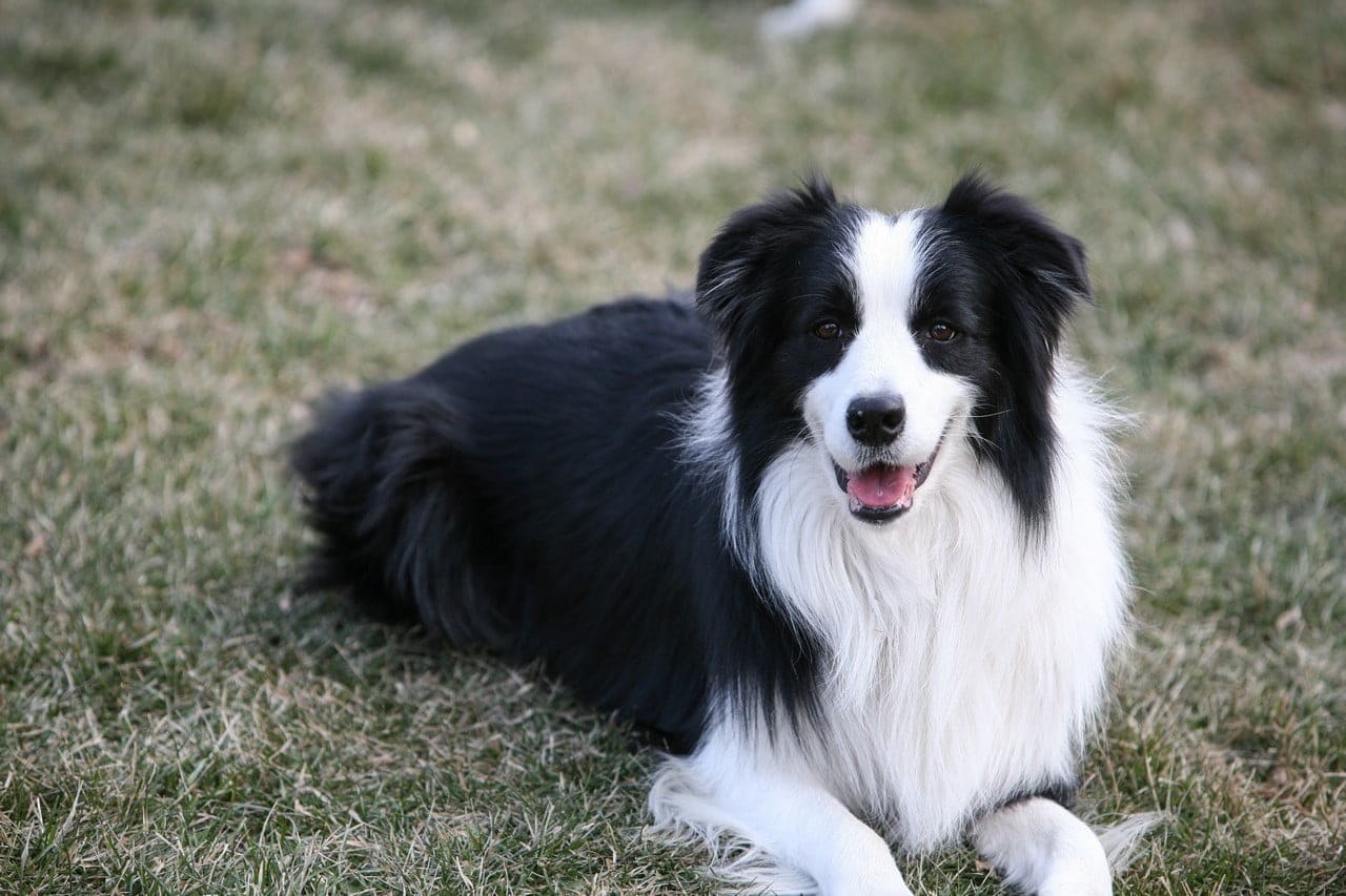 Prachtige Bordercollie liggen in het gras