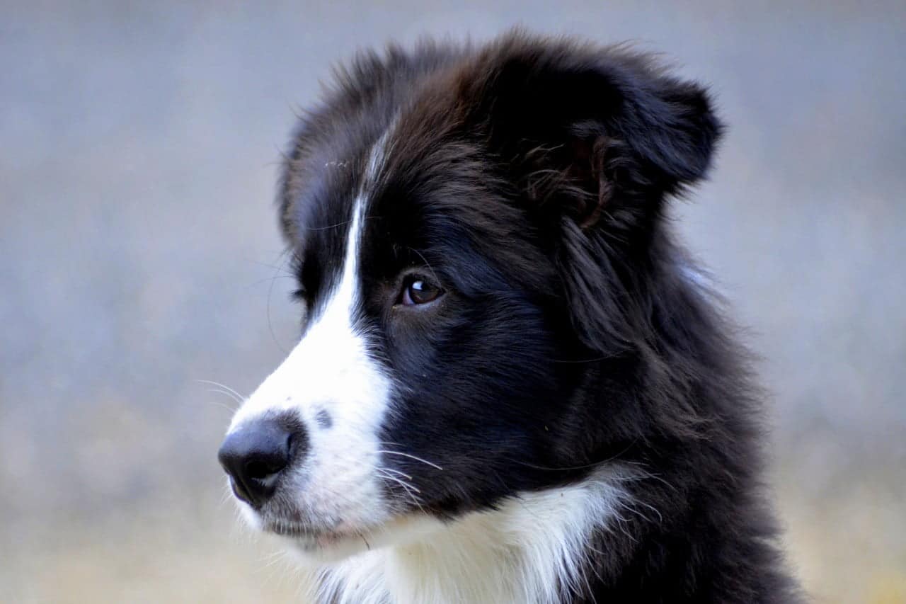 Bordercollie puppy