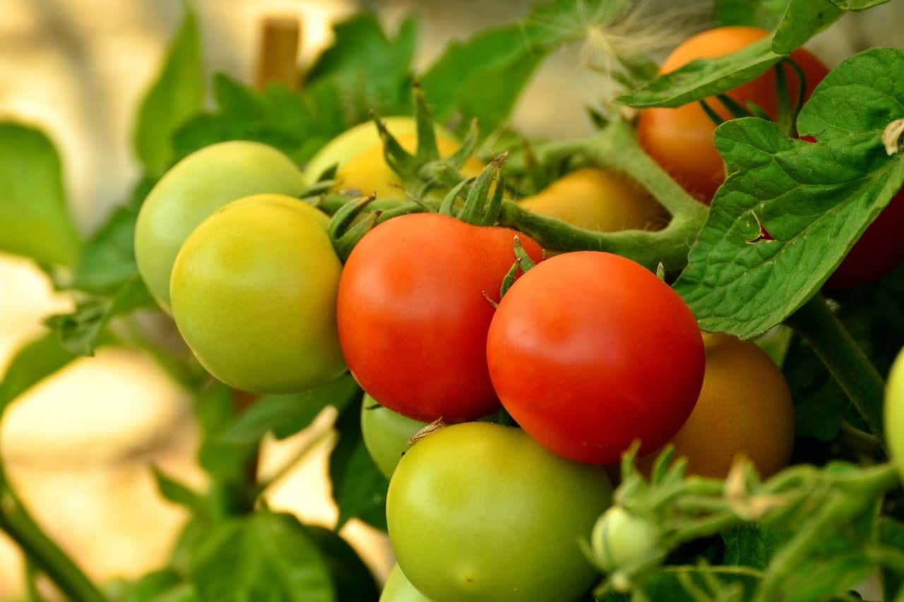 Tomatenplant giftig voor honden