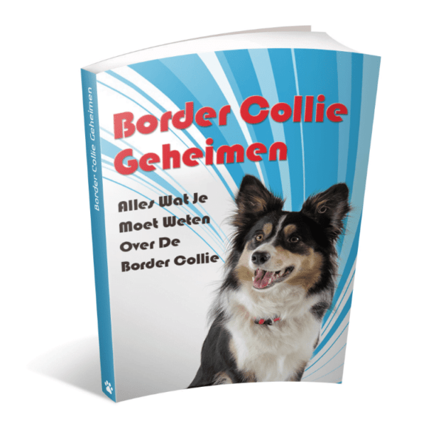 Border Collie Geheimen Review