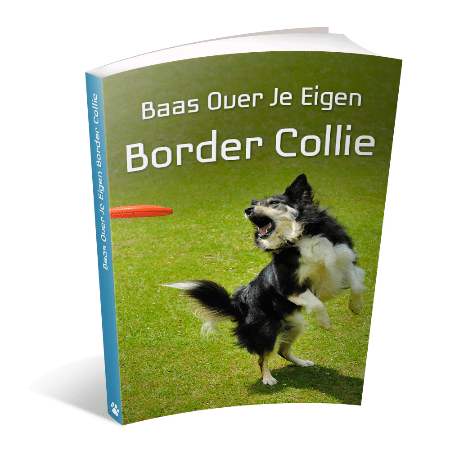 Border Collie Geheimen Review