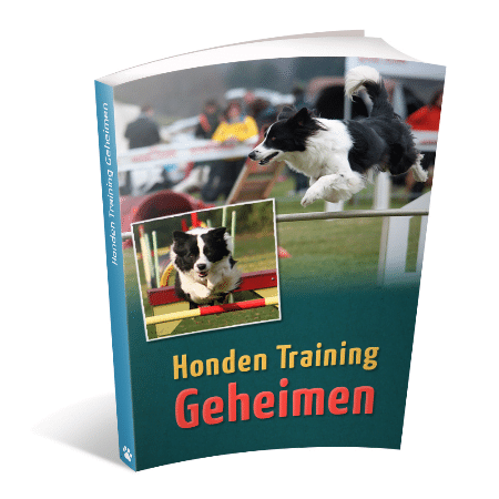 Border Collie Geheimen Review