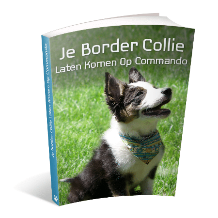 Border Collie Geheimen Review