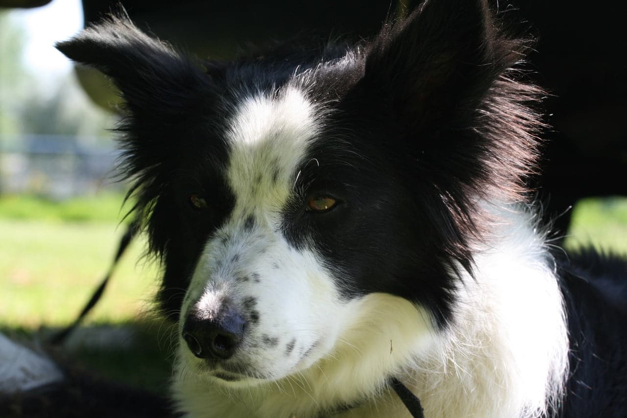 Volwassen Bordercollie