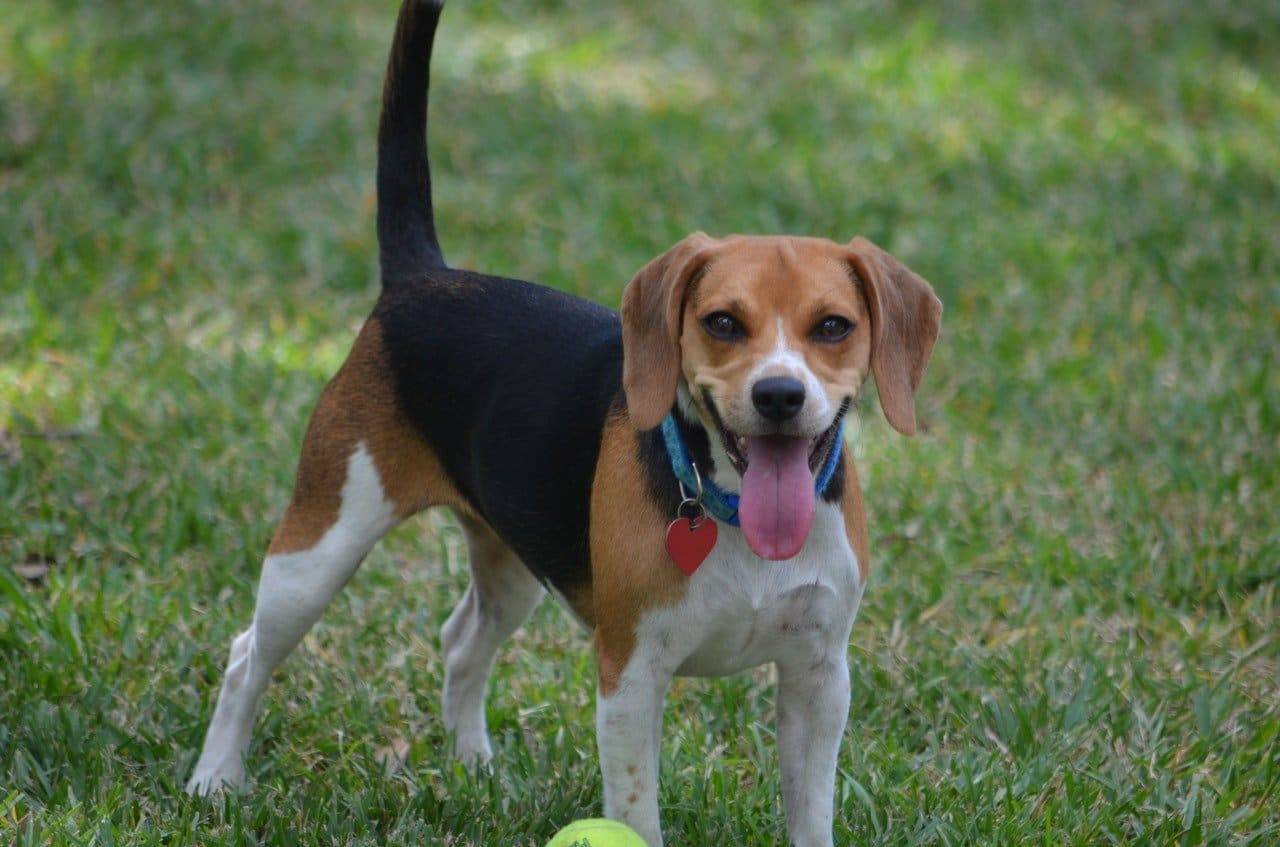 Prachtige mooie Beagle