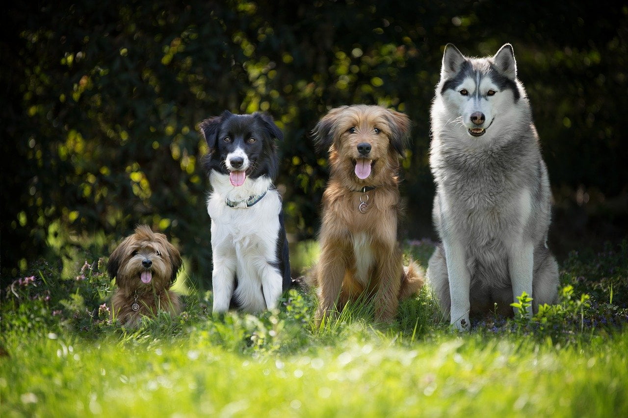 Bordercollie tussen andere rassen honden