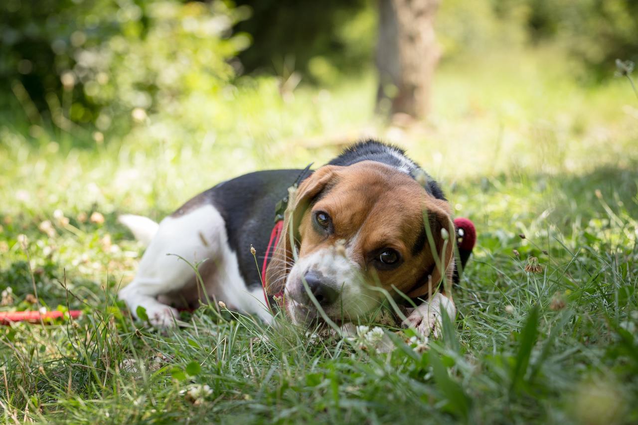 Prachtige Beagle