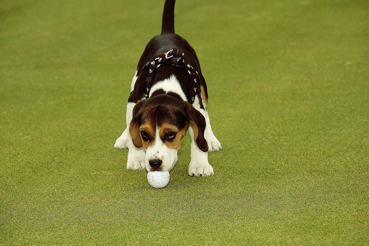 Beagle met bal aan het spelen