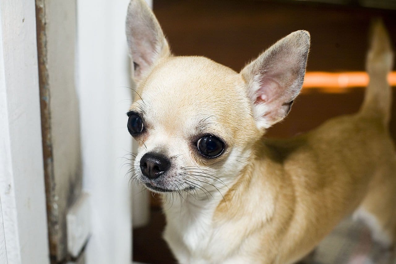 Prachtige Chihuahua