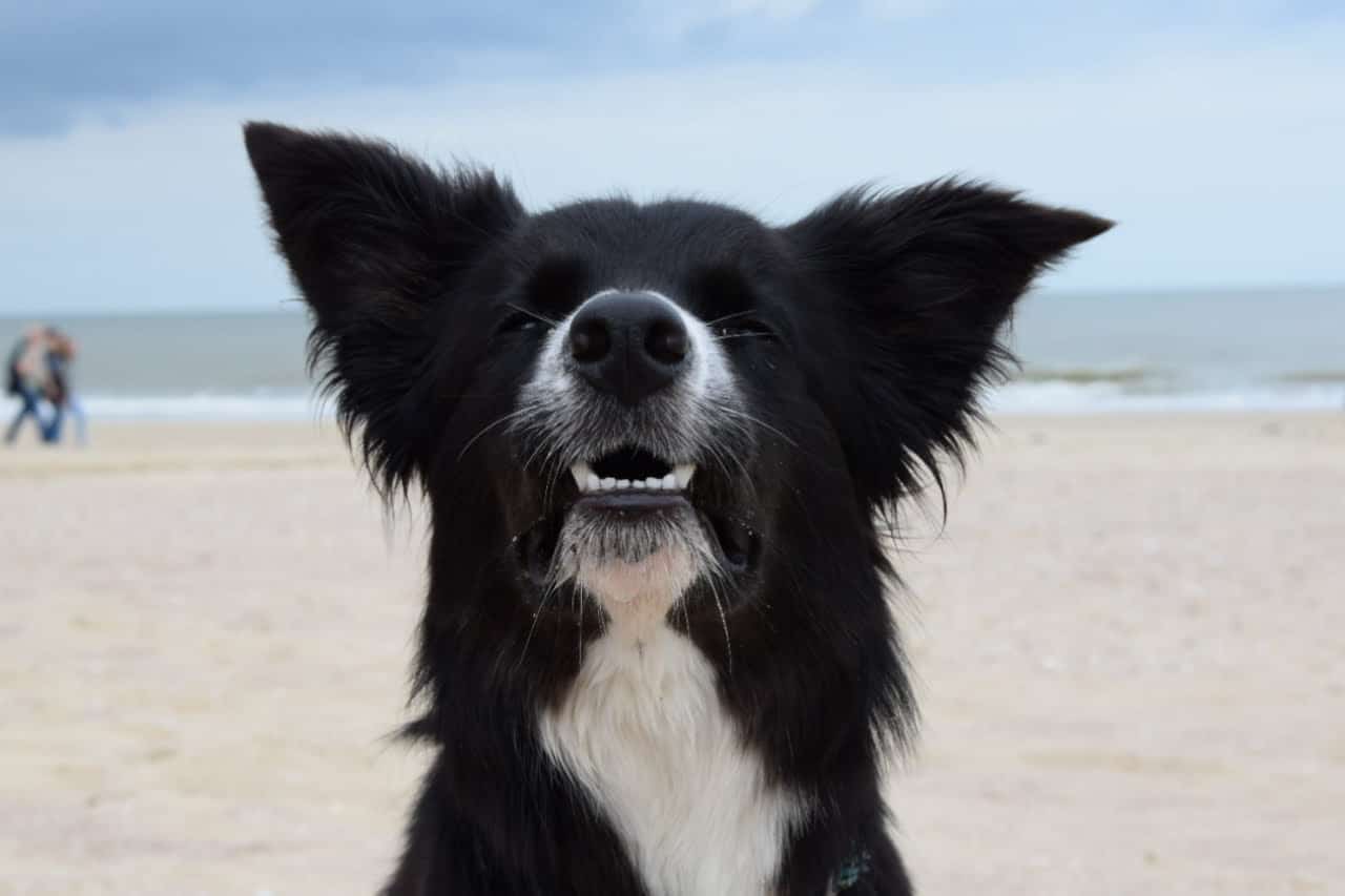 BorderCollie geheimen revieuw