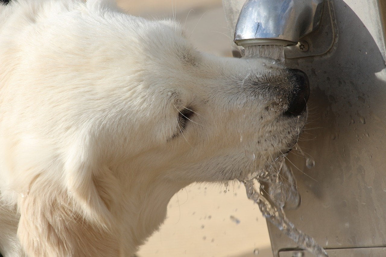 Top 5 beste drinkfontein voor hond