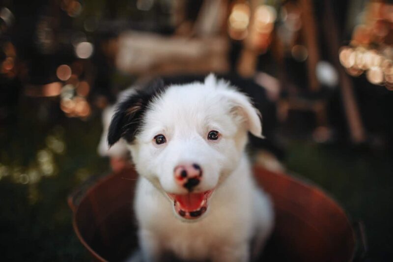 Bordercollie puppy in klein mandje
