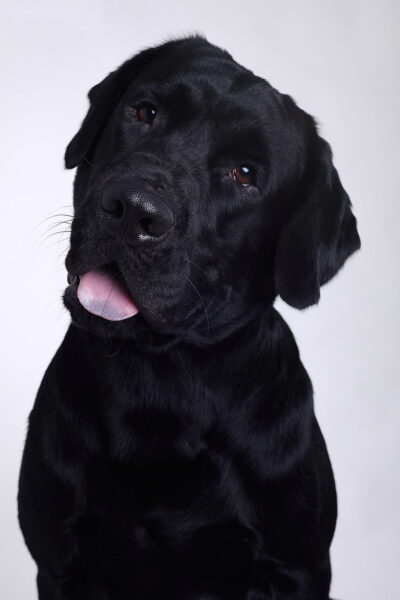 Labrador met scheve kop en tong uithangend