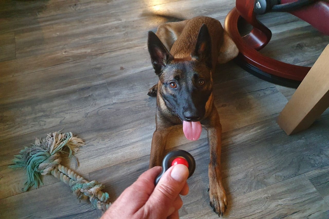 Beste Clicker voor honden – Top 5 Training Clickers