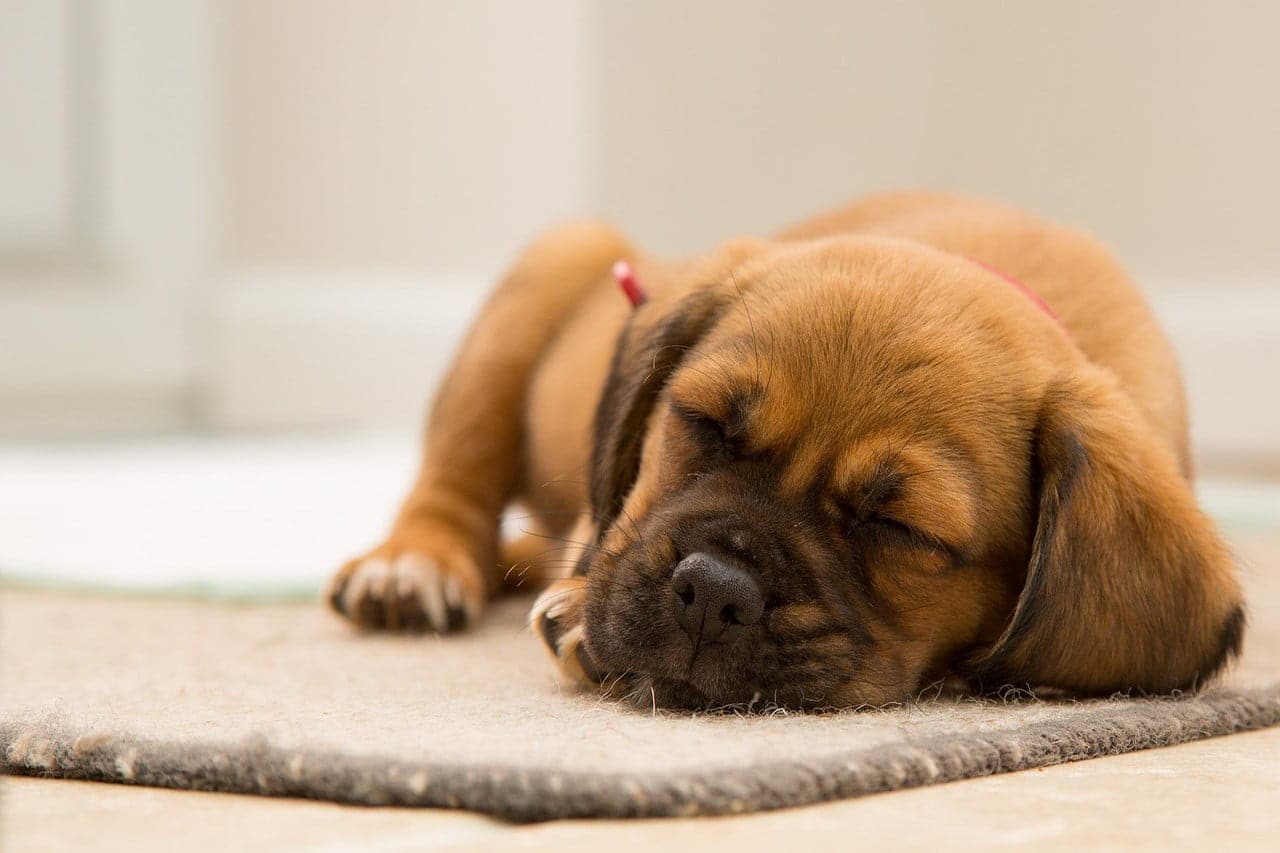 Beste Honden Cursus – Top 3 beste cursussen om je hond te trainen