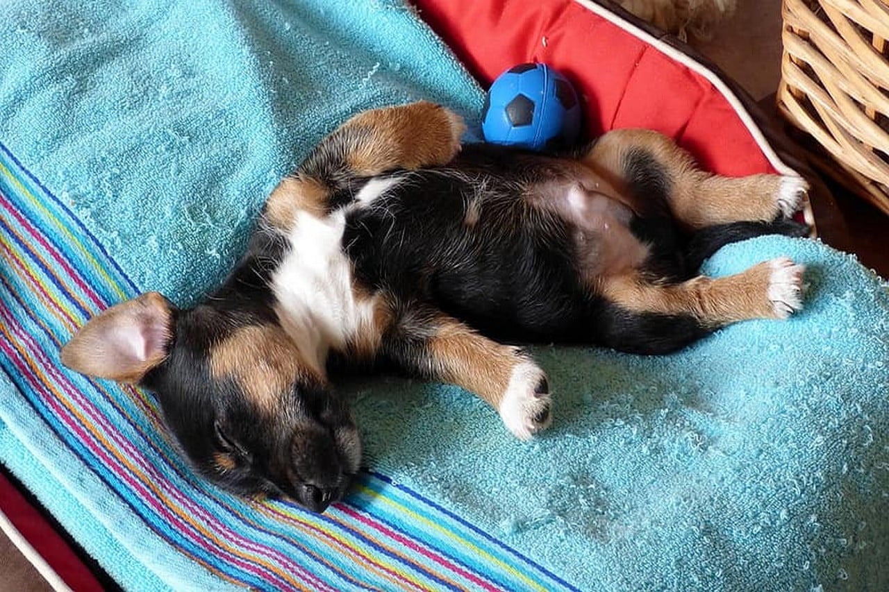Beste hondenbedden voor puppy’s – Top 3