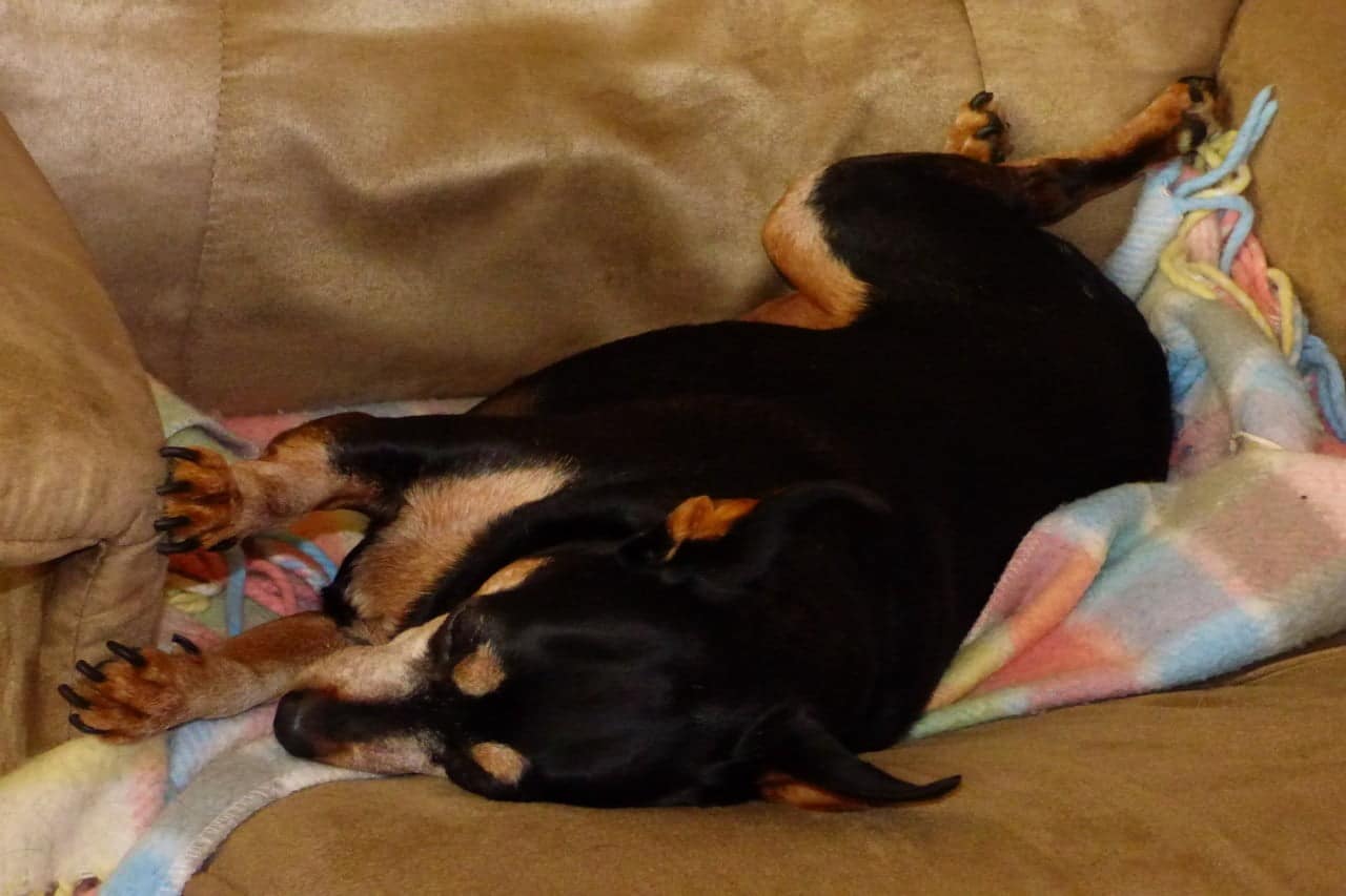 Beste hondenbedden voor puppy’s – Top 3