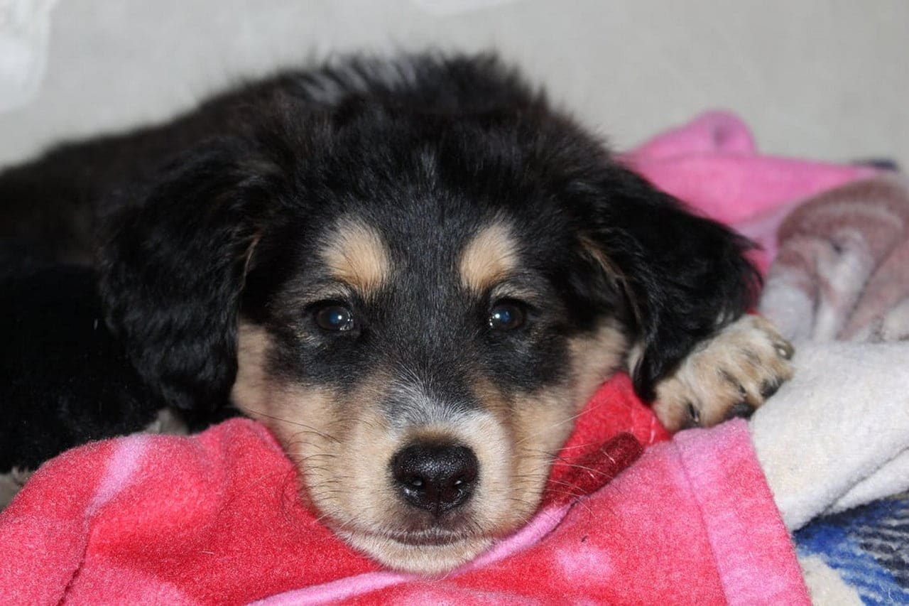 Beste hondenbedden voor puppy’s – Top 3