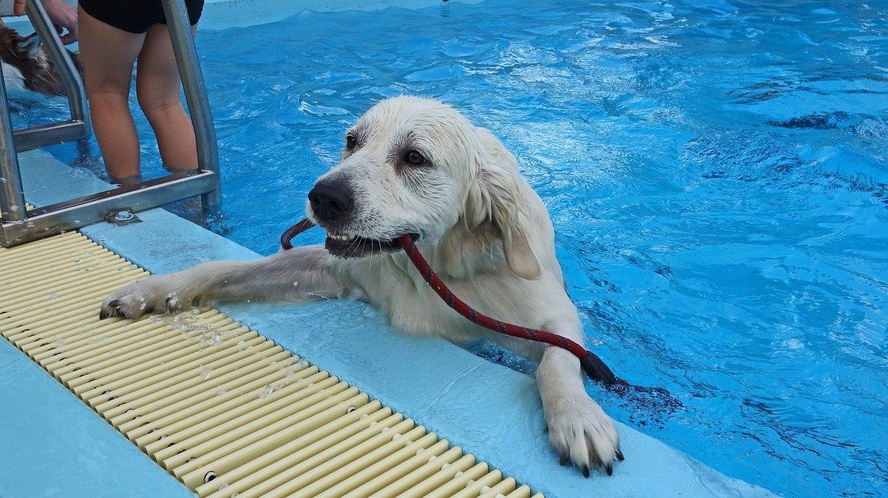 Beste waterblazers voor een hond – top 3