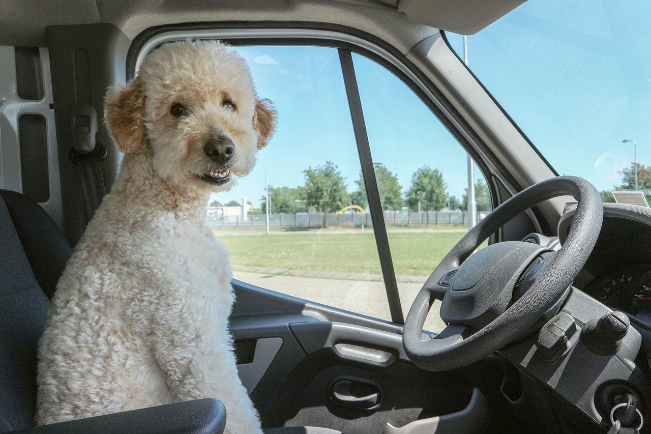 Beste autotuigjes voor een hond – Top 3!