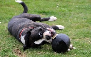 Bal voor puppy’s – Beste top 4