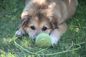 Bal voor puppy’s – Beste top 4