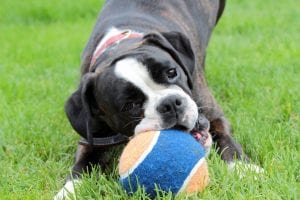 Bal voor puppy’s – Beste top 4