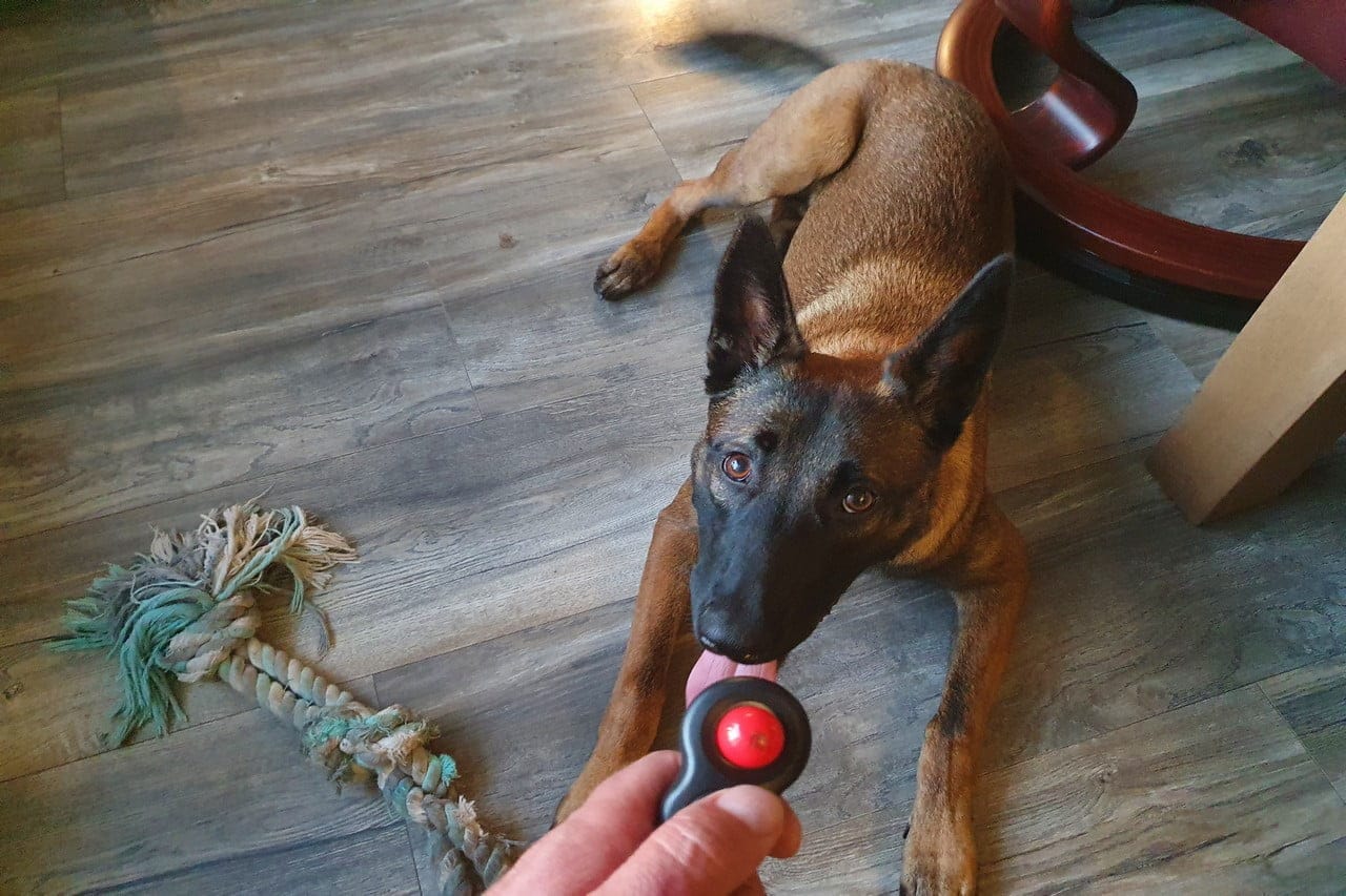 Beste Clicker voor honden – Top 5 Training Clickers