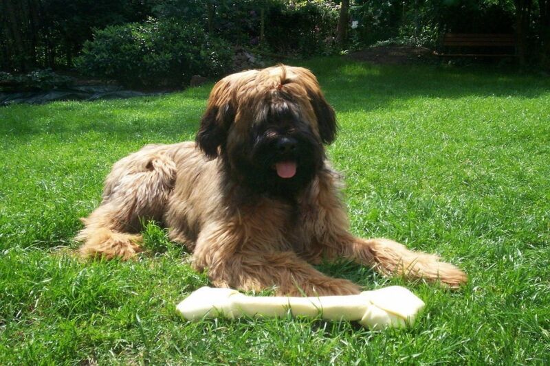 Beste hondenbot voor puppy’s – Top 3