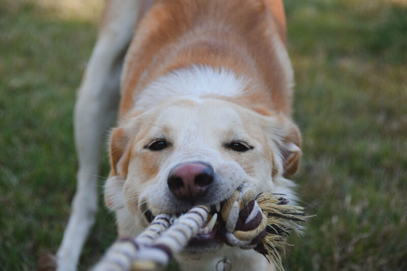 Flostouw voor puppy’s – Beste top 4