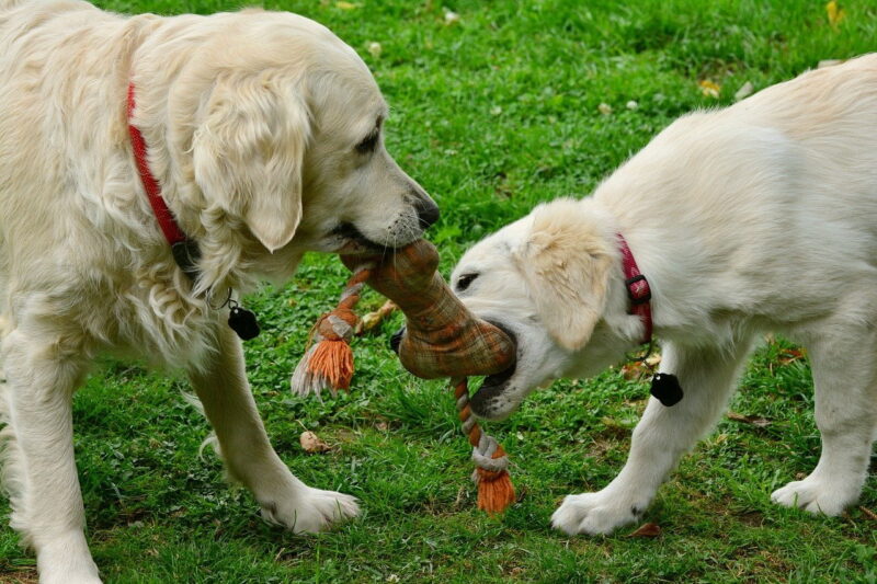 Flostouw voor puppy’s – Beste top 4